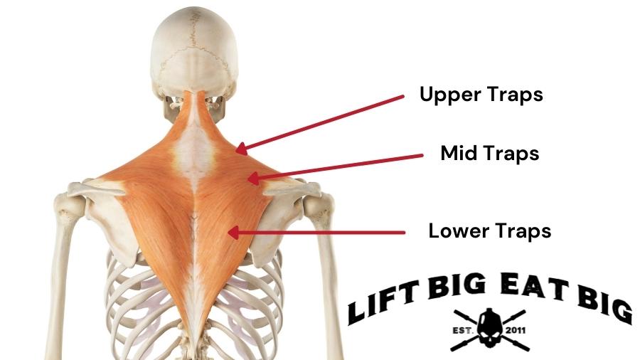 Anatomy Of The Traps