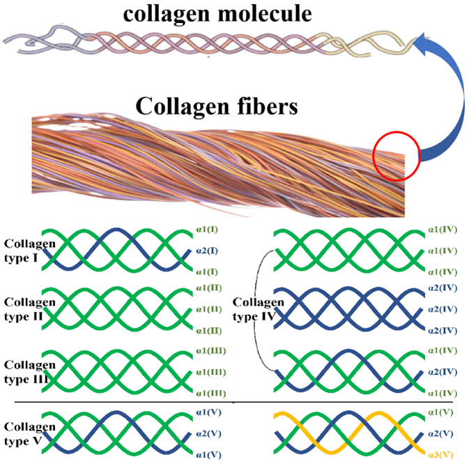 Collagen crosslinking